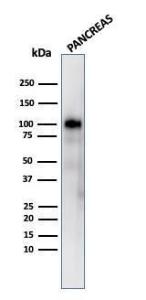 Western blot analysis of human pancreas tissue lysate using Anti-Glycoprotein 2 Antibody [GP2/3416]