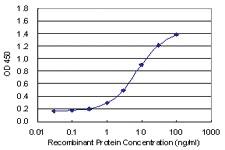 Anti-SMAD7 Mouse Monoclonal Antibody [clone: 1G10]