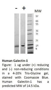 Human Recombinant Galectin-1 (from E. coli)