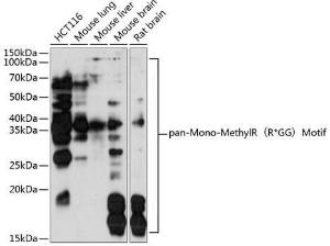 Western blot analysis of extracts of various cell lines, using Anti-pan mono-methyl Arginine (R*GG) Antibody (A309871)