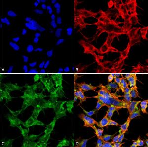 Immunocytochemistry/Immunofluorescence analysis of human embryonic kidney epithelial cell line (HEK293), fixed in 5% formaldehyde for 5 minutes, using Anti-O-GalNAC Antibody [9H6] (A304788), at 1:50 for 30-60 min at room temperatur