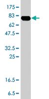 Anti-ZYX Mouse Polyclonal Antibody