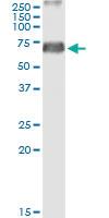 Anti-ERMAP Polyclonal Antibody Pair