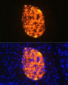 Immunofluorescence analysis of mouse pancreas using Anti-Chromogranin A Antibody [ARC1643] (A307702) at a dilution of 1:100 (40X lens). DAPI was used to stain the cell nuclei (blue)