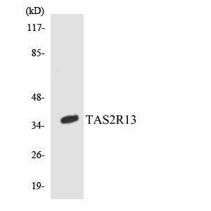 Western blot analysis of the lysates from COLO205 cells using Anti-TAS2R13 Antibody