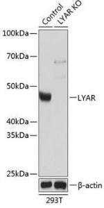 Anti-LYAR Rabbit Polyclonal Antibody