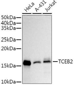 Antibody A309872-100 100 µl