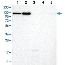 Anti-NEO1 Rabbit Polyclonal Antibody