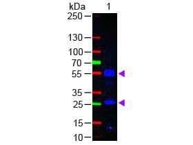 Fluorescein FAB anti-human IgG