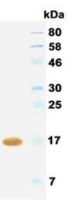 Western blotting result