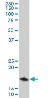 Anti-TOMM22 Mouse Polyclonal Antibody