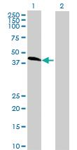 Anti-ZFP2 Mouse Polyclonal Antibody