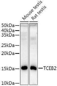 Antibody A309872-100 100 µl