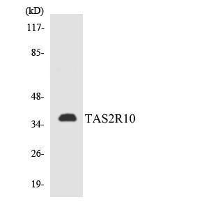 Anti-TAS2R10 antibody