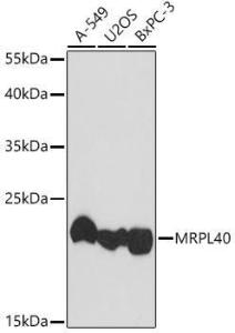 Antibody A307703-100 100 µl