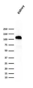 Antibody anti-CADHERIN 16 SPM594 100 µg