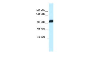 Anti-ZHX1 Rabbit Polyclonal Antibody