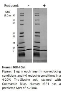 Human recombinant IGF-I (from <i>E. coli</i>)