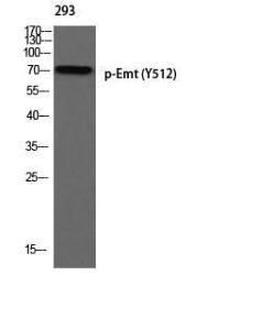 Western blot analysis of 293 using Anti-ITK (phospho Tyr512) Antibody