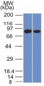 Western blot analysis of PANC1 and MCF-7 cell lysates using Anti-Calnexin Antibody [CANX/1543]