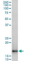 Anti-TOMM22 Mouse Polyclonal Antibody