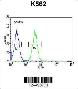 Anti-EFHC2 Rabbit Polyclonal Antibody