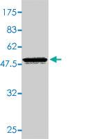 Anti-CYGB Mouse Polyclonal Antibody