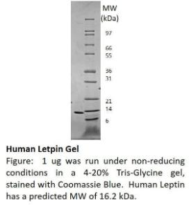 Human recombinant Leptin (from <i>E. coli</i>)