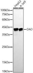 Western blot analysis of extracts of various cell lines, using Anti-D A mino Acid Oxidase Antibody [ARC54988] (A307704) at 1:20,000 dilution. The secondary Antibody was Goat Anti-Rabbit IgG H&L Antibody (HRP) at 1:10000 dilution