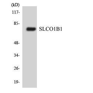 Antibody anti-SLCO1B1 A100090-100 100 µg