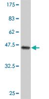 Anti-CYGB Mouse Monoclonal Antibody [clone: 1A1]