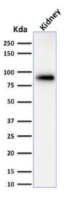 Western blot analysis of human kidney lysate using Anti-Calnexin Antibody [CANX/1543]