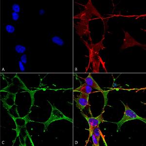 Immunocytochemistry/Immunofluorescence analysis of human neuroblastoma cells (SH-SY5Y), fixed in 4% PFA for 15 min, using Anti-Neuroligin 3 Antibody [S110-29] (A304790), at 1:50 for overnight at 4°C with slow rockin