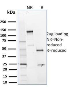 Anti-MTF1 antibody