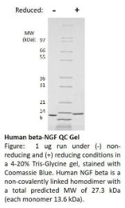 Human Recombinant NGF-beta (from <i>E. coli</i>)