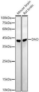 Western blot analysis of extracts of various cell lines, using Anti-D A mino Acid Oxidase Antibody [ARC54988] (A307704) at 1:20,000 dilution. The secondary Antibody was Goat Anti-Rabbit IgG H&L Antibody (HRP) at 1:10000 dilution