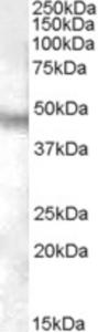 EB08373 (0.03 µg/ml) staining of Human Brain (Cerebellum) lysate (35 µg protein in RIPA buffer).  Primary incubation was 1 hour.  Detected by chemiluminescence.