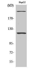 Western blot analysis of various cells using Anti-ZNF638 Antibody