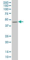 Anti-SMAD7 Mouse Monoclonal Antibody [clone: 3A12]