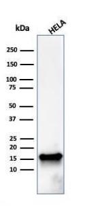 Western blot analysis of HeLa cell lysate using Anti-FABP5 Antibody [FABP5/3750]