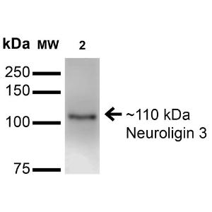 Western blot analysis of mouse brain membrane showing detection of ~110 kDa Neuroligin 3 protein using Anti-Neuroligin 3 Antibody [S110-29] (A304790) at 1:200 for 16 hours at 4°