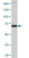 Anti-TBX3 Mouse Monoclonal Antibody [clone: 3A10]