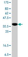 Anti-DNAJC10 Mouse Polyclonal Antibody