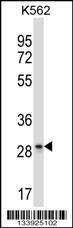 Anti-LAIR1 Rabbit Polyclonal Antibody (Biotin)