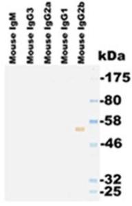 Western blotting using KT93 as primary antibody and OLIGOAB01H as secondary antibody