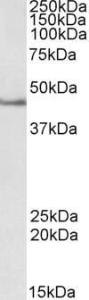 Anti-SEPT1 Antibody (A84248) (2 µg/ml) staining of Jurkat lysate (35 µg protein in RIPA buffer) Primary incubation was 1 hour Detected by chemiluminescence