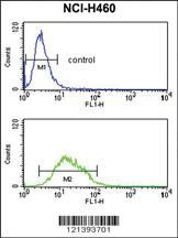 Anti-KCNJ2 Rabbit Polyclonal Antibody