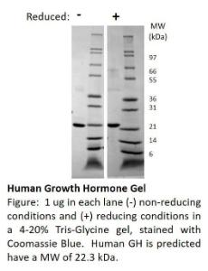 Human Recombinant GH (from E. coli)