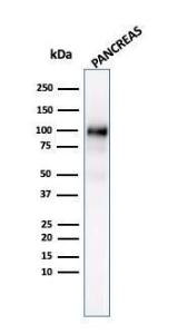 Western blot analysis of human pancreas tissue lysate using Anti-Glycoprotein 2 Antibody [GP2/3134R]