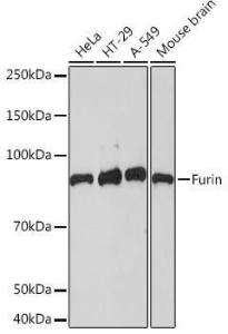 Western blot analysis of extracts of various cell lines, using Anti-Furin Antibody [ARC1221] (A305990) at 1:1000 dilution. The secondary Antibody was Goat Anti-Rabbit IgG H&L Antibody (HRP) at 1:10000 dilution. Lysates/proteins were present at 25 µg per lane